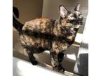 Adopt Rosie a Tortoiseshell Domestic Shorthair cat in Venus, TX (37703174)