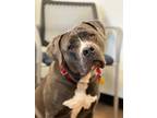 Adopt Chloe a Cane Corso, Pit Bull Terrier