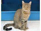 Adopt Jeepers a Domestic Short Hair