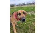 Adopt Denali a Tan/Yellow/Fawn Great Dane / Mixed dog in Oswego, IL (37685458)