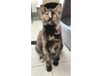 Adopt MAIZIE a Domestic Short Hair