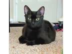 Adopt Momma Mars a All Black Domestic Shorthair / Mixed cat in Fort Worth