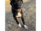 Adopt Porthos a Black Irish Terrier dog in Venus, TX (33976362)