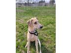 Adopt Carla a Tan/Yellow/Fawn Great Dane / Mixed dog in Oswego, IL (37685457)