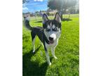 Adopt Stella a Husky