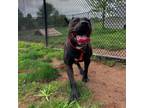 Adopt Autumn a Pit Bull Terrier