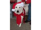 Adopt Luna a Great Pyrenees