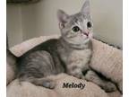 Adopt Melody (23-856) a Domestic Short Hair