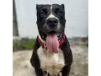 Adopt Fiorela a Mixed Breed, American Staffordshire Terrier