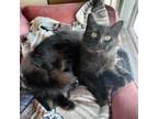 Adopt Nova a Domestic Medium Hair