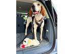 Adopt Dixie a Brown/Chocolate Treeing Walker Coonhound / Mixed dog in