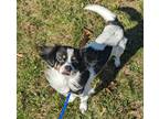 Adopt Penny (Oreo) a Black Cavalier King Charles Spaniel / Mixed dog in