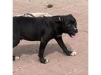 Adopt Ben a Black Labrador Retriever / Mixed dog in joppa, MD (37664272)