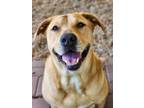 Adopt Allie a Tan/Yellow/Fawn Labrador Retriever / Mixed dog in Phenix City