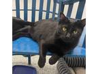 Adopt Trumann (green collar) a All Black Domestic Shorthair / Mixed cat in