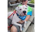 Adopt Luca a White Mixed Breed (Large) / Mixed dog in Hamilton, OH (37701186)