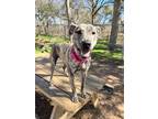 Adopt Peach 1-26-23 a Brindle Terrier (Unknown Type, Small) / Mountain Cur /