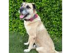 Adopt Geoffrey a Tan/Yellow/Fawn German Shepherd Dog / Mixed dog in Long Beach