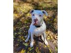 Adopt Angus a White Pit Bull Terrier / Mixed dog in Hastings, MN (32318143)