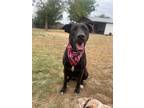 Adopt Luna a Black - with White Labrador Retriever / Mixed dog in Middletown