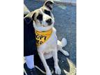 Adopt Jolie a White - with Black Anatolian Shepherd dog in Oklahoma City