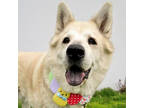 Adopt Winnie a Tan/Yellow/Fawn Husky / Chow Chow / Mixed dog in Seattle