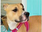 Adopt Aubrey a Tan/Yellow/Fawn American Staffordshire Terrier / Mixed Breed