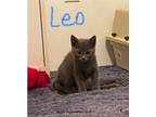 Adopt Leo a Gray or Blue Domestic Shorthair (medium coat) cat in Salisbury
