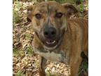 Adopt Freeway AR a Tan/Yellow/Fawn Plott Hound / Mixed dog in Cincinnati