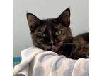 Adopt Chocolate a Tortoiseshell Domestic Shorthair / Mixed cat in Middletown