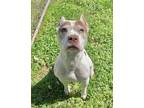 Adopt Gaston a White American Pit Bull Terrier / Mixed dog in Yadkinville