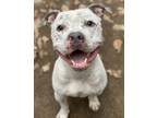 Adopt BRODIE a Gray/Silver/Salt & Pepper - with White Pit Bull Terrier / Mixed