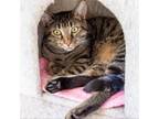 Adopt Eclaire a Brown or Chocolate Domestic Shorthair / Mixed cat in Middletown