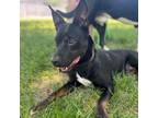 Adopt Bossy BB a Black Labrador Retriever / Mixed dog in Mission, KS (37775210)
