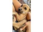 Adopt Beryl a Tan/Yellow/Fawn Carolina Dog / Labrador Retriever / Mixed dog in