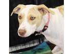 Adopt Ms Marvel RiCa* a White - with Tan, Yellow or Fawn Pit Bull Terrier /