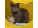 Adopt Cupcake a Gray or Blue Domestic Shorthair / Mixed cat in Oyster Bay