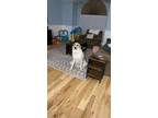 Adopt Gryffin a White - with Brown or Chocolate Great Pyrenees dog in Palm Bay