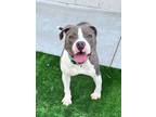 Adopt Joey a Gray/Blue/Silver/Salt & Pepper American Pit Bull Terrier / Mixed