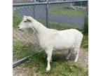 Adopt Nadine a Goat farm-type animal in Fairport, NY (34785875)