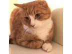 Adopt Tommy a Orange or Red Domestic Shorthair / Mixed cat in Bensalem