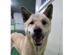 Adopt Ricky a White Jindo / Jindo / Mixed dog in Los Angeles, CA (35017347)