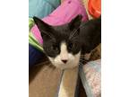 Adopt Alvin Junior a Black & White or Tuxedo Domestic Shorthair (short coat) cat