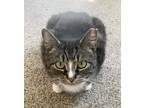 Adopt Tippy a Brown Tabby Domestic Shorthair (short coat) cat in Xenia