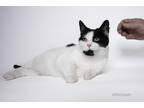 Adopt Oreo a White Domestic Shorthair / Domestic Shorthair / Mixed cat in