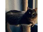 Adopt Jona Simi a All Black Domestic Mediumhair / Mixed cat in N Las Vegas