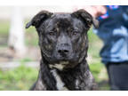 Adopt Kimbra a Black Mountain Cur / Mixed dog in Terre Haute, IN (37608076)