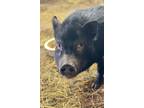 Adopt Jessica a Pig (Farm) / Pig (Farm) / Mixed farm-type animal in Belmont
