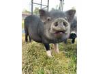 Adopt Boots a Pig (Farm) / Pig (Farm) / Mixed farm-type animal in Belmont