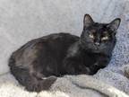 Adopt Plink a All Black Domestic Shorthair (short coat) cat in Canton